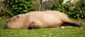Capybara relaxing in the sun Royalty Free Stock Photo