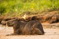 Capybara Resting on Beach