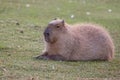 Capybara resting in a clearing