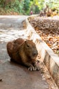 Capybara resting on a cooper track inside an urban park in Brazil