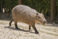 Capybara Royalty Free Stock Photo
