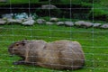 Capybara resting on the grass