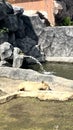 Capybara resting on the ground