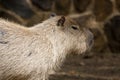 Capybara rodent Royalty Free Stock Photo