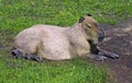 capybara