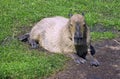 Capybara