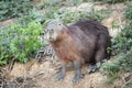Capybara on a sandy river bank Royalty Free Stock Photo