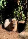Capybara Sitting on the Ground at the Zoo
