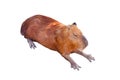 A Capybara sleeping on bare ground. Royalty Free Stock Photo