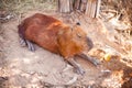 A Capybara sleeping on bare ground.