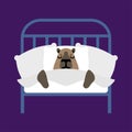 Capybara is sleeping. Guinea pig Sleeping in bed Royalty Free Stock Photo