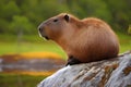 Capybara - South America (Generative AI)