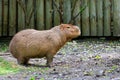 Capybara stands on bare ground and sniffs the surrounding air, Pantanal, Brazil