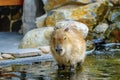 Capybara stands in the water sleepy and tired Royalty Free Stock Photo