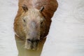 Capybara swims in water