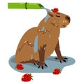 Capybara takes a bamboo rain shower with strawberries. Vector isolated flat illustration on a white background. The