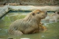 a capybara taking a dip in a pond Royalty Free Stock Photo