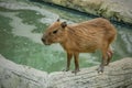 a capybara taking a dip in a pond Royalty Free Stock Photo