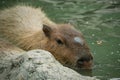 a capybara taking a dip in a pond Royalty Free Stock Photo