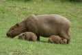 Capybara with two cubs