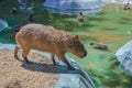 Capybara walking in the lake side Royalty Free Stock Photo