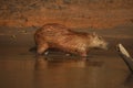 Capybara walking in a little stream in the jungle of peru, photo taken during a tourist tour