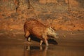 Capybara walking in a little stream in the jungle of peru, photo taken during a tourist tour