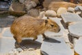 Capybara walks in the sun at the zoo Royalty Free Stock Photo