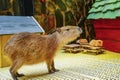 Capybara walks in the sun at the zoo Royalty Free Stock Photo