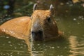 Capybara was immersed in water, escaping the heat and looking for food