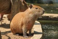 Capybara was immersed in water, escaping the heat and looking for food