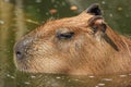 Capybara was immersed in water, escaping the heat and looking for food