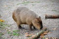 Capybara water pig Hydrochoerus hydrochaeris Linnaeus