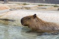 Capybara in water pond at zoo park Royalty Free Stock Photo