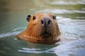 Capybara in water Wild animal Royalty Free Stock Photo