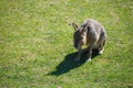 Capybara