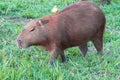 Capybara wild rodent