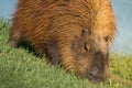 Capybara hazing by the lake shore Royalty Free Stock Photo