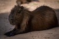 Capybara, capybara or "capybara", American rodent in a natural state nursing its young