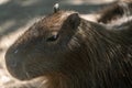 Capybara, capybara or "Carpincho", American rodent in its natural state
