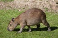 Capybara (Hydrochoerus hydrochaeris).