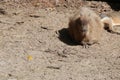 capybara in a zoo - lille - france Royalty Free Stock Photo