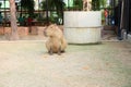 Capybara in the zoo in Sriayuthaya Lion Park , focus selective
