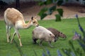 Capybaras and alpaca walk on green grass