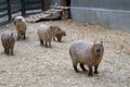 Capybaras in the aviary close-up.