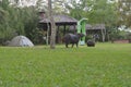 Capybaras at a camping in Carlos Pellegrini, Argentina