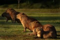 The Capybaras Capivara Royalty Free Stock Photo