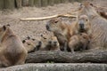 A capybaras family