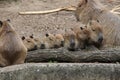 A capybaras family