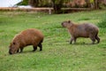 Capybaras (Hydrochoerus hydrochaeris) grazing on grass isolated and in selective focus...